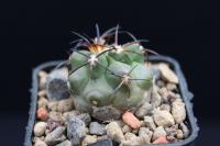 Copiapoa coquimbana alticostata PV 2051.jpg